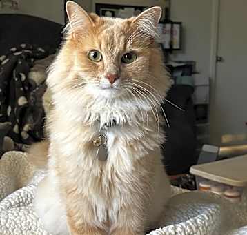 Photo of Mellow