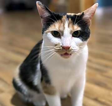 Photo of Callie