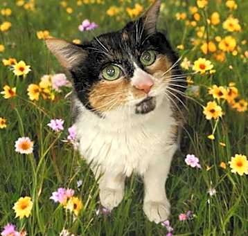Photo of LUCY