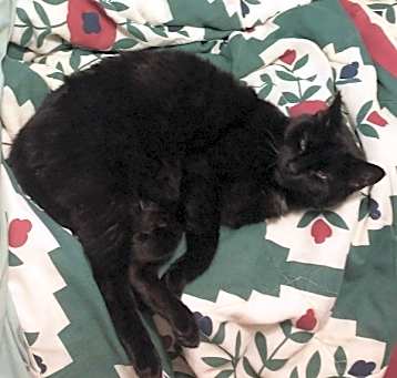 Photo of Dina -- Bonded Buddy With Jelly Donut
