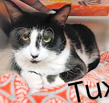 Photo of tux