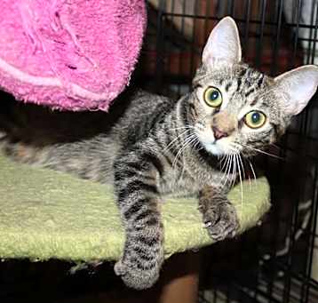 Photo of Diamond