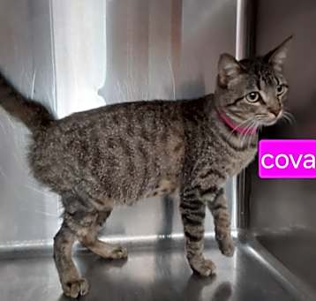 Photo of Cova