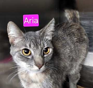 Photo of Aria