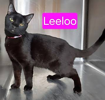 Photo of Leeloo