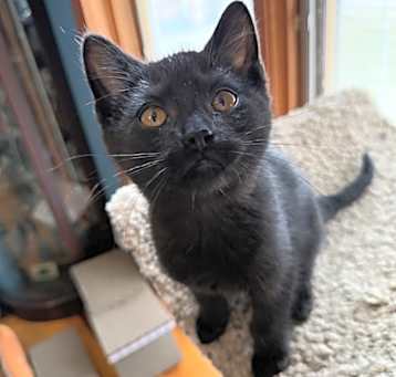 Photo of Onyx