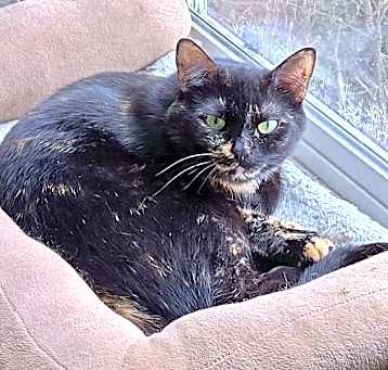 Photo of Aliyah