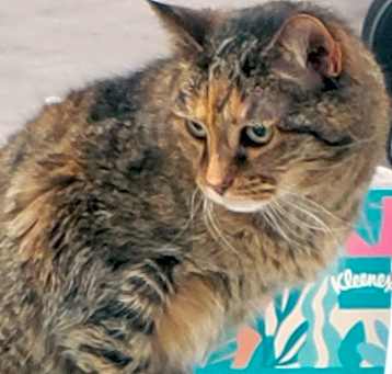 Photo of Sunny