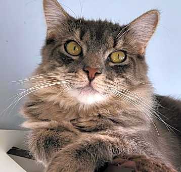 Photo of Ariel