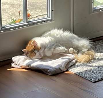 Photo of miss kitty