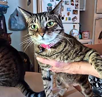 Photo of Pumpkin