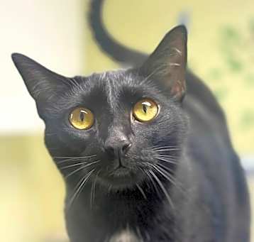Photo of Smokey