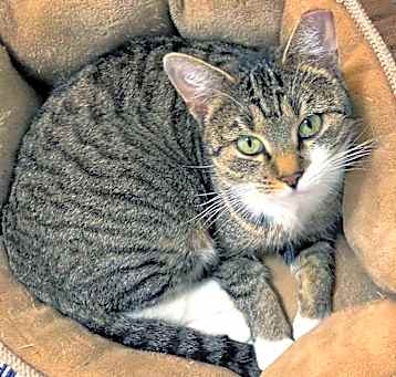 Photo of Goldie