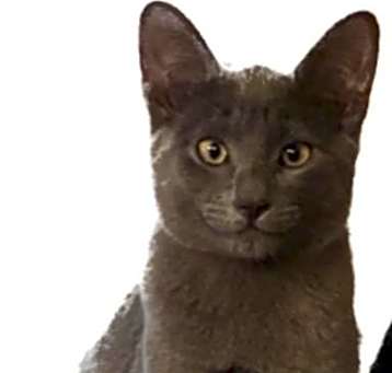 Photo of Ash