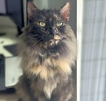 Photo of Lyra