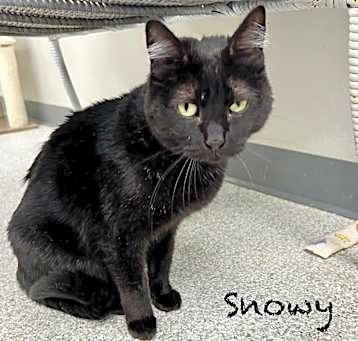 Photo of Snowy