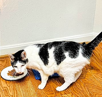 Photo of Lacey