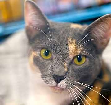Photo of Asta