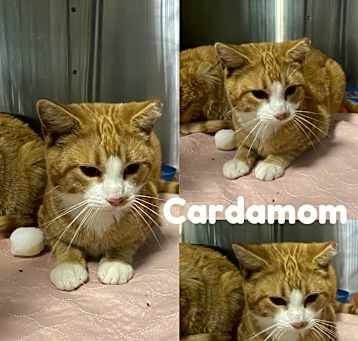 Photo of Cardamon