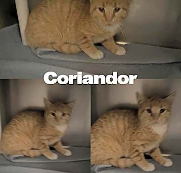 Photo of Coriander