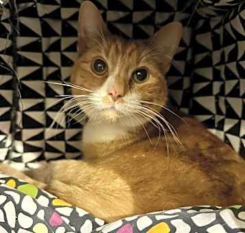 Photo of Socks