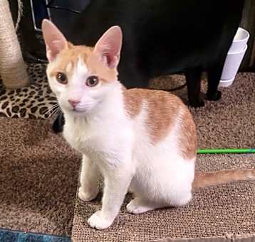 Photo of Quill