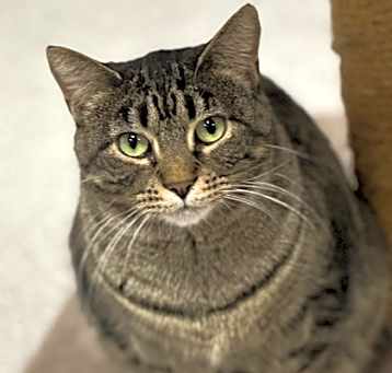 Photo of Lilac