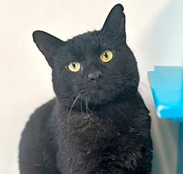 Photo of Clipper - FIV