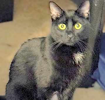 Photo of Mugen