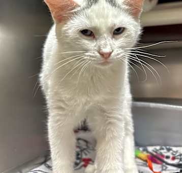 Photo of Opal
