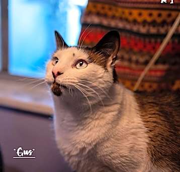 Photo of Gus