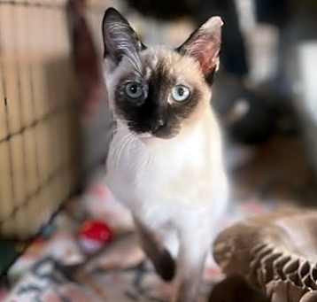 Photo of MOCHI