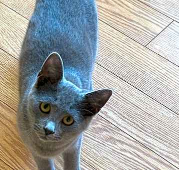 Photo of Cinder