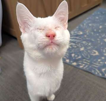 Photo of Possum