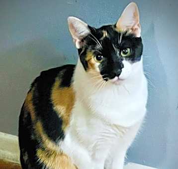 Photo of Angelica