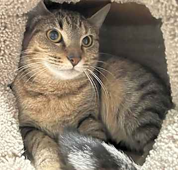 Photo of Almond