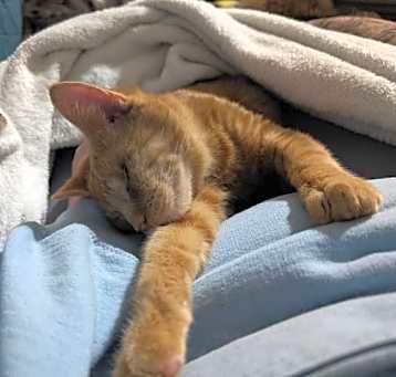 Photo of Lucky