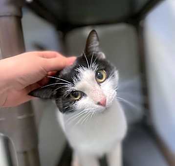 Photo of BeeGee