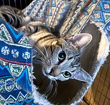 Photo of Frito