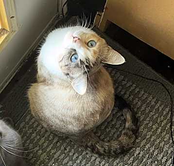 Photo of Blue