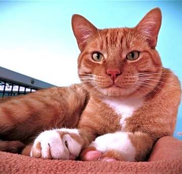 Photo of O'Malley, aka Buddy