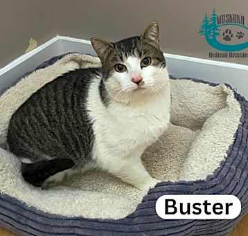 Photo of Buster - Big Boy!