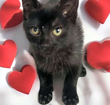 Photo of Tiny Dancer