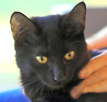 Photo of Pepper