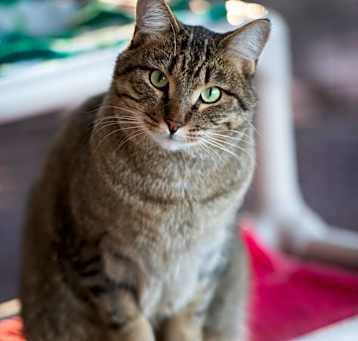 Photo of Jinksies