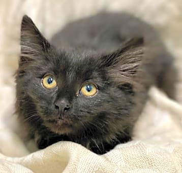 Photo of Jet