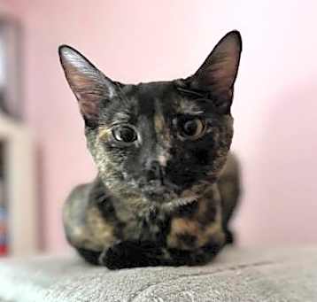 Photo of Pepper