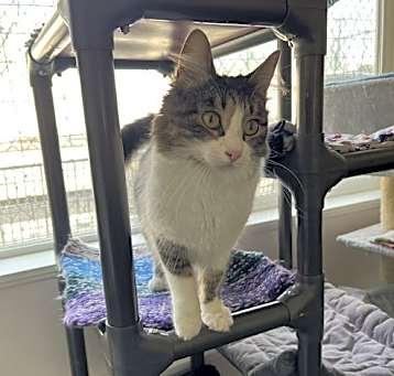 Photo of Sweet Pea