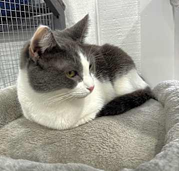 Photo of Snowbell "Bells"