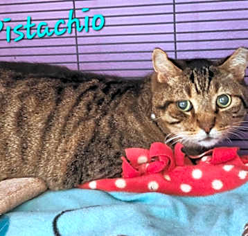 Photo of Pistachio